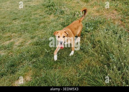 Ginger mixed breed puppy walking on green grass with happy expression in sunny park outdoors. Playful pet movement, young dog energy, and domestic Stock Photo