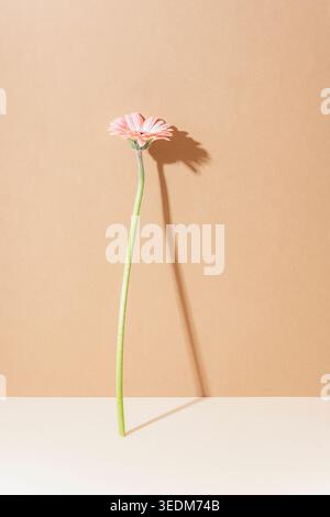 Single pink gerbera flower casting long shadow on beige background, minimal composition. Stock Photo
