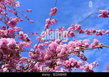 Pink cherry blossom branches against clear deep blue sky Stock Photo