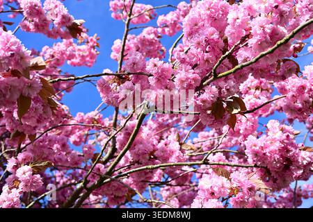 Pink cherry blossoms in full bloom against clear blue sky Stock Photo