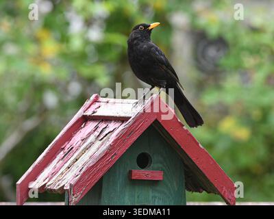 Eine Amsel sitzt in einem Garten auf dem Dach eines Vogelhaeuschens . Foto: W.Rothermel *** A blackbird sits on the roof of a birdhouse in a garden Photo W Rothermel Stock Photo