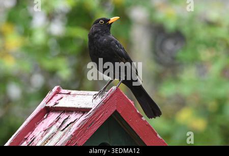 Eine Amsel sitzt in einem Garten auf dem Dach eines Vogelhaeuschens . Foto: W.Rothermel *** A blackbird sits on the roof of a birdhouse in a garden Photo W Rothermel Stock Photo