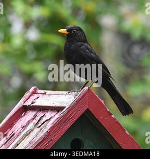 Eine Amsel sitzt in einem Garten auf dem Dach eines Vogelhaeuschens . Foto: W.Rothermel *** A blackbird sits on the roof of a birdhouse in a garden Photo W Rothermel Stock Photo