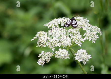 Day-flying Police Car Moth (Gnophaela vermiculata) perched on a large white umbel flower cluster with a soft green background. Stock Photo