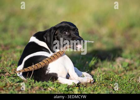 A 7 week old German Shorthaired Pointer puppy on a spring day Stock Photo