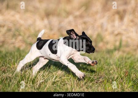 A 7 week old German Shorthaired Pointer puppy on a spring day Stock Photo