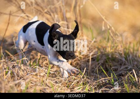 A 7 week old German Shorthaired Pointer puppy on a spring day Stock Photo
