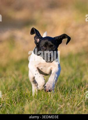 A 7 week old German Shorthaired Pointer puppy on a spring day Stock Photo