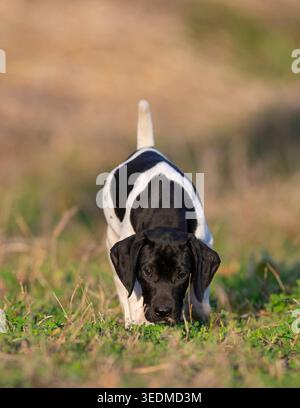 A 7 week old German Shorthaired Pointer puppy on a spring day Stock Photo