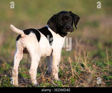 A 7 week old German Shorthaired Pointer puppy on a spring day Stock Photo