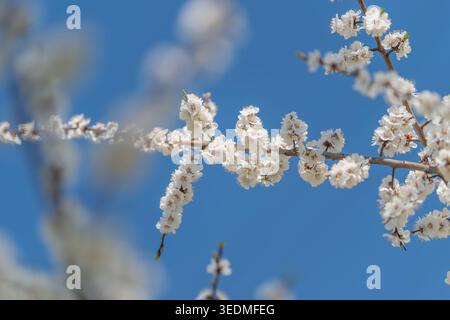 Close examination of fragile floral structures. Editorial image showcasing intricate flower details with clear blue backdrop and textured emphasis Stock Photo