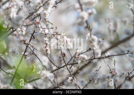 Soft bokeh floral tapestry with branches and clustered white petals, muted background tones, romantic airy atmosphere, shallow focus highlighting text Stock Photo