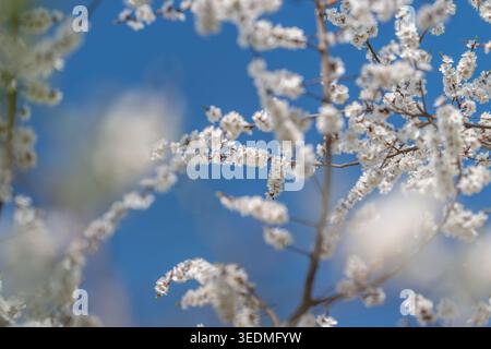 Sharp view showcasing botanical intricacies and artistic potential. Macro image emphasizing petal surface with artistic bokeh effect and fine detail Stock Photo