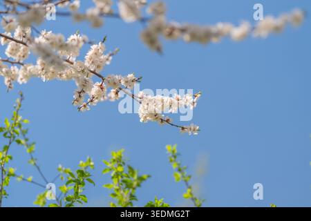 White blossoms framing fresh green shoots beneath clear sky, composition suggests forward motion and hopeful energy of early season growth. Stock Photo