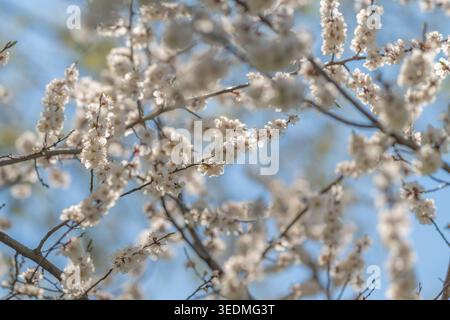White blossoms densely pack scene beneath cheerful blue sky. Clusters of white flowers burst with life against radiant sky and festive setting Stock Photo