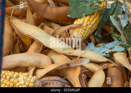 Close up of dried seed pods and corn cobs mixed with leaves, forming a natural rustic texture. Warm earthy tones and organic shapes create an agricult Stock Photo