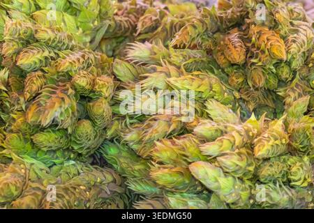 Close up of fresh green hazelnuts with leafy husks. Natural organic texture showing seasonal harvest, agricultural produce and raw food ingredient bac Stock Photo