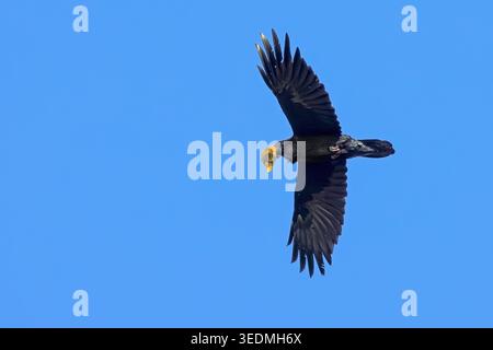 Common raven / northern raven (Corvus corax) in flight with caught young hare prey in beak Stock Photo