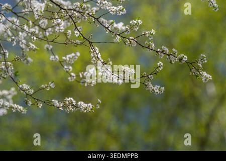 Elegant floral display. Beautiful flowering branch set against vivid blue background. Stylish botanical sprig with colorful blooms on expansive blue s Stock Photo