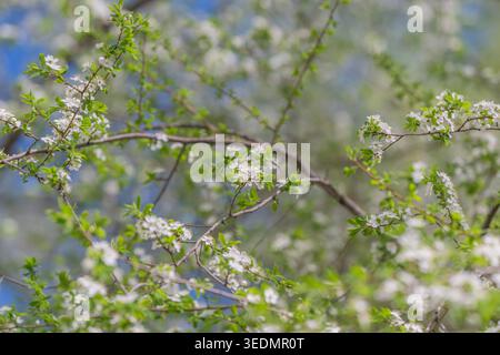 Pastel flower motifs suitable for invitations and cards. Repeating white flower motifs offer gentle pastel tones for various card and invitation layou Stock Photo