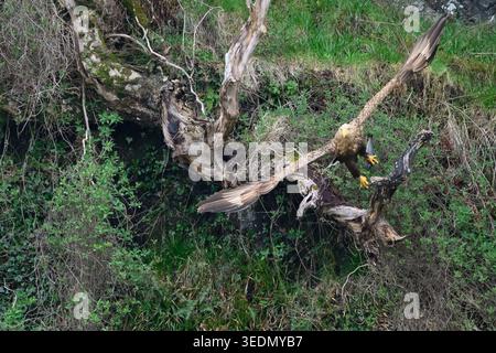 Adult White-tailed Eagle (Haliaeetus albicilla) taking off on a fallen tree, Isle of Mull, Inner Hebrides, Scotland, holding a fish. Stock Photo