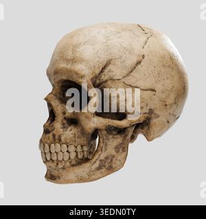 Skull - Human Skull Isolated On White Background, 3d Blender sculpted skull Stock Photo
