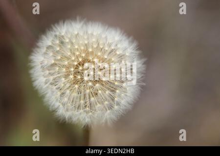 A dandelion (Taraxacum officials) that has gone to seed with ample space for text or a design. Stock Photo