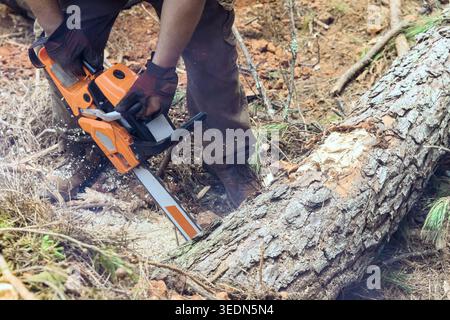 Worker uses chainsaw to cut down tree in forest area surrounded by soil other plants. Stock Photo