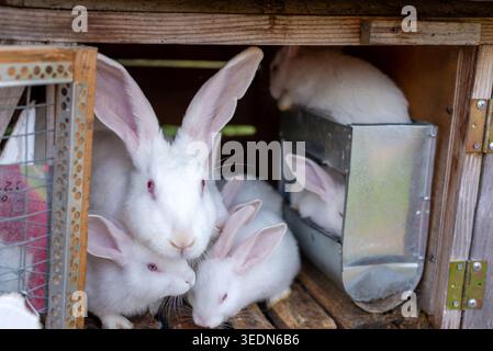 Group of white domestic rabbits resting inside a wooden rabbit hutch on a small farm. Cute fluffy bunnies with pink ears in a rustic animal enclosure. Stock Photo