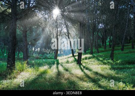 Sunlight streaming through pine trees in a forest, creating visible sun rays, long shadows and an atmospheric natural scene. Stock Photo