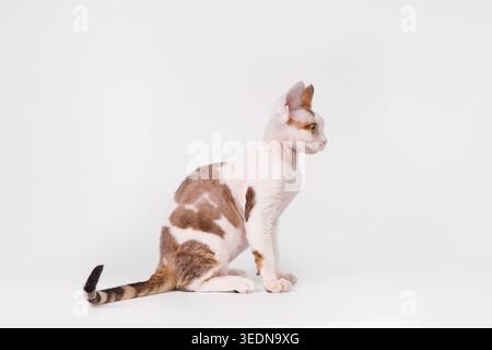 Side View of Bicolor Devon Rex Cat Sitting Stock Photo