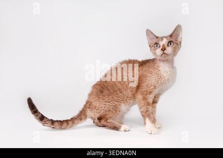 Profile View of Devon Rex Cat with Blue Eyes Stock Photo