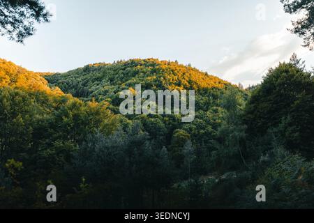 forested mountain landscape with sunlight hitting treetops creating warm contrast over dense green woodland under clear sky Stock Photo