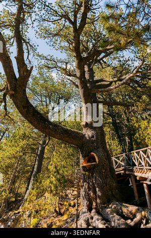 Majestic old pine tree with a uniquely twisted trunk growing beside a rustic wooden footbridge in a sunlit mountain forest. Natural textures, rugged b Stock Photo