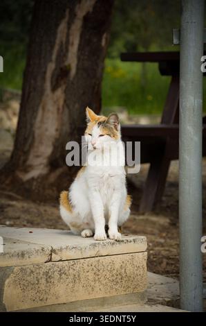 Calico cat sitting outdoors on stone step in park Stock Photo