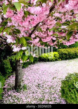 Prunus serrulata Lindl. or Japanese flowering cherry tree Rosaceae in full bloom, sakura, cherry blossom trees, cherry tree flowering, cherry flowers, Stock Photo