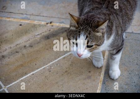 Close-Up of Tabby Cat on Tiled Floor Stock Photo
