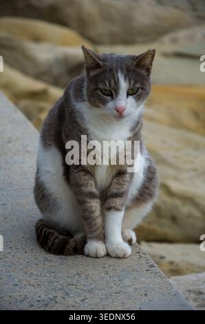 Gray and White Cat Sitting on Concrete Outdoors Stock Photo