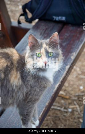 Long-haired calico cat with green eyes on wooden bench outdoors Stock Photo