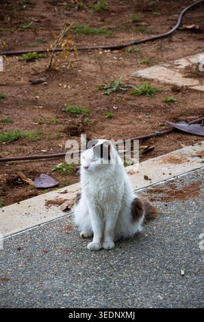 White and Black Cat Sitting Outdoors on Pavement Stock Photo