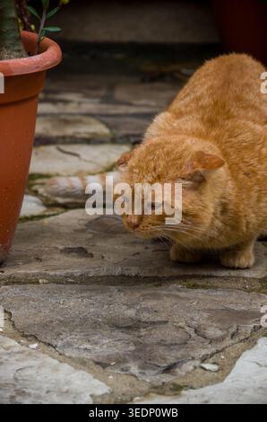 Orange Tabby Cat Outdoors on Stone Path Stock Photo