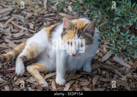 Calico Cat Relaxing Outdoors on Leafy Ground Stock Photo