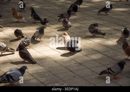 Flock of pigeons on sunlit tiled pavement Stock Photo
