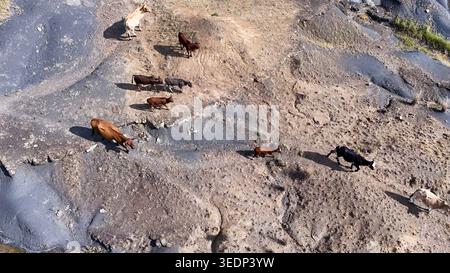 Aerial view of a herd of cattle walking across a rugged and rocky landscape with dry earth and sparse vegetation OR Tambo District Municipality, Easte Stock Photo