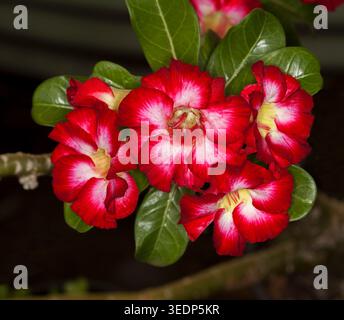 Cluster of spectacular vivid red and white flowers of Adenium obesum, African desert rose, with glossy dark green leaves on black background Stock Photo