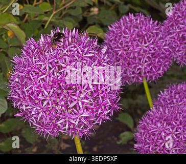 Huge globular head of purple flowers of allium, ornamental onion, flowering bulb, with bee on flowers. Stock Photo