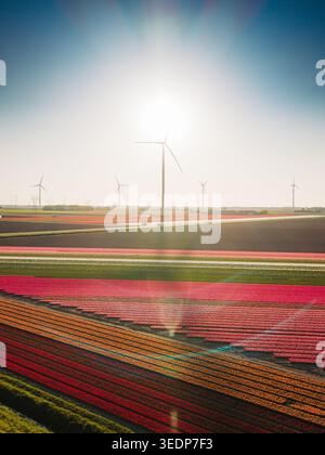 Aerial view of colorful tulip fields in bloom with wind turbines under a bright sun in Flevoland, Flevoland, Netherlands. Stock Photo