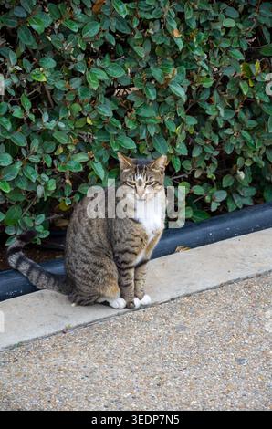 Tabby cat sitting on sidewalk near green bush Stock Photo