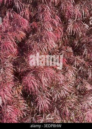 Dark red slotted maple (Acer palmatum), international Stock Photo