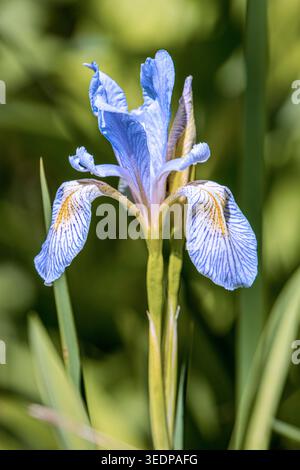 A vibrant blue Rocky Mountain Iris (Iris missouriensis) blooming in the wild at Silver Creek Preserve in Idaho. Stock Photo